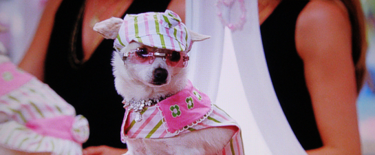 who does chloes voice in beverly hills chihuahua